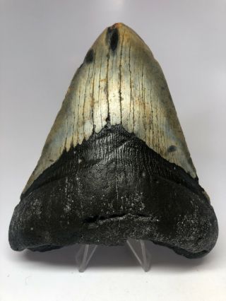 Megalodon Shark Tooth 5.  53” Big - Thick Fossil - Natural 4671