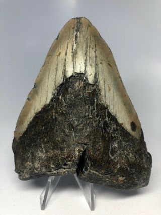 Megalodon Shark Tooth 5.  16” Big - Fossil - Natural 4625