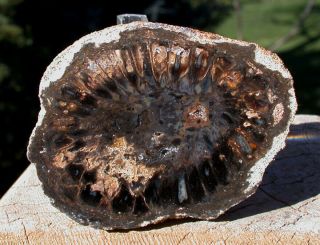 Sis: 2.  25 " Petrified Fossil Conifer Cone - Spectacular Detail
