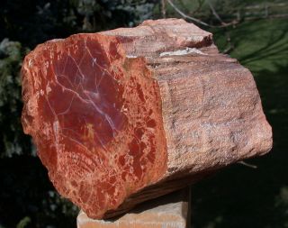 Sis: 14 Lb.  Arizona Rainbow Petrified Wood Log - Rare Size
