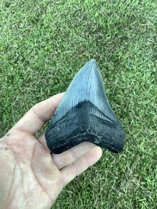 Colorful Serrated 3.  94” Megalodon Shark Tooth 100 Natural - No Restoration.