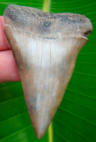 Mako Shark Tooth - Xl 3 & 1/16 In.  - Real Fossil Sharks Teeth - No Restoration
