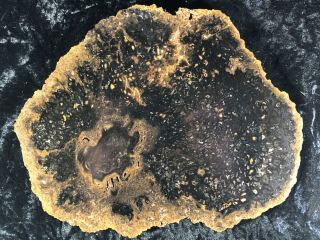 Rare Petrified Wood Psaronius Tree Fern,  Athens County,  Ohio Carboniferous 9.  25”