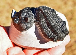 Two Trilobite Fossils,  Hollardops Mesocristata And A Coltraenia,  From Morocco