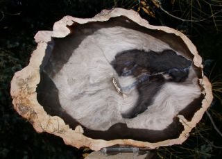 Sis: Huge 11 ",  Oregon Petrified Wood Slab - Stunning Sequoia Driftwood