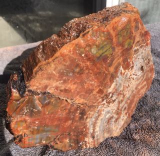 Arizona Rainbow Petrified Wood Natural Rare Fossil Rough Raw Lapidary Slab 9 Lbs