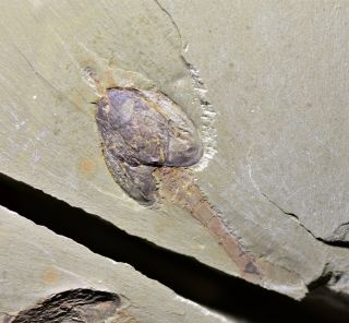 Museum Grade Chuandianella (waptia) Arthropod Early Cambrian Chengjiang Biota