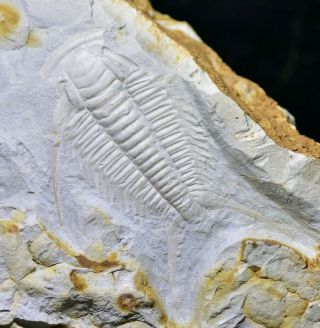 Large Ultra Rare Yinites Sp.  Trilobite Fossil Early Cambrian Malong Biota