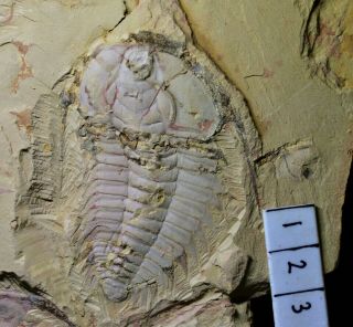 Massive Redlichia Mansuyi Trilobite Fossil Early Cambrian Guanshan Biota