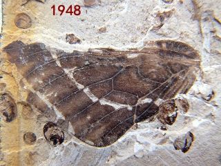 Butterfly Insect Fossil,  Late Jurassic,  The Jehol Biota,  Liaoxi - 71301