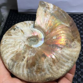 518g Ammonite Fossil Natural Mineral Specimens From Madagascar