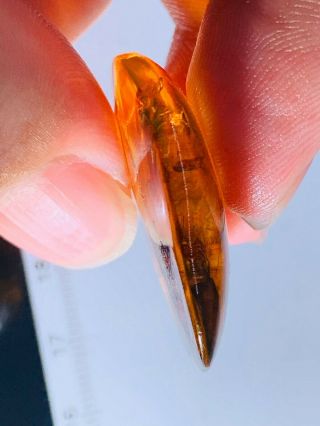 Rare Neuroptera Myrmeleontidae antlionfly Burmite Myanmar Amber insect fossil 3