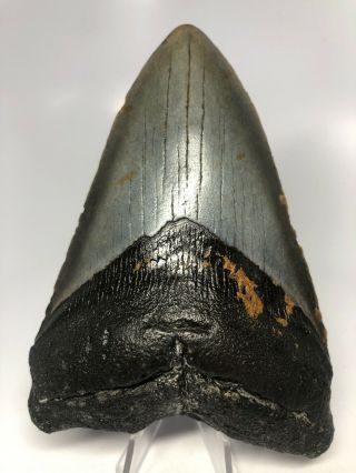 Megalodon Shark Tooth 5.  53” Big - Rare Fossil - Natural 4635