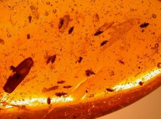 Mating Swarm Of 20 Flies With Rare Egg Case In Authentic Dominican Amber Fossil