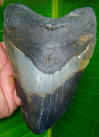 Megalodon Shark Tooth 6 In.  Huge Size - Real Fossil - No Restorations