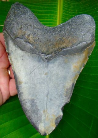 Megalodon Shark Tooth 6 in.  HUGE SIZE - REAL FOSSIL - NO RESTORATIONS 2