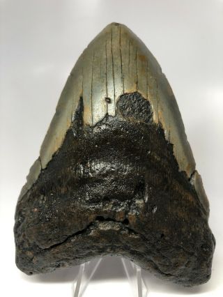 Megalodon Shark Tooth 5.  53” Big - Natural Fossil - Rare 4597