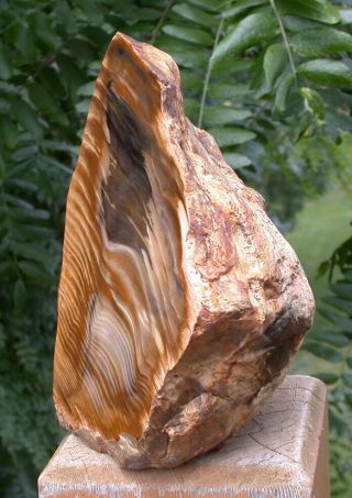 Sis: 5 ",  Petrified Driftwood Natural Sculpture Specimen - Sequoia