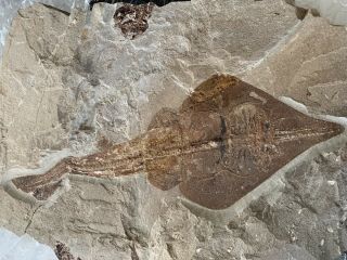 Lebanon Fish Fossil Very Rare Rhinobatos Maronita Guitar Fish 100 Million Years.