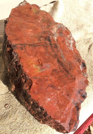 Arizona Rainbow Petrified Wood Natural Fossil Rough Solid Lapidary Slab 17 Lbs