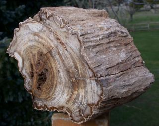 Sis: Ultra - Rare 14 Lb.  Burmese Petrified Wood Log From Myanmar - White Mansonia