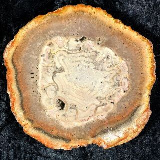 Rare Petrified Wood Psaronius Tree Fern,  Tocatins,  Brazil 5”x4.  75” Permian