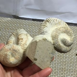 Rare Heteromorphic Ammonite fossil – Nostoceras malagasyense - Madagascar 452g 2