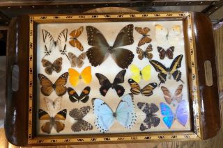 Real 23 Butterflies Mounted Framed Serving Tray Ricker Display Vintage Estate