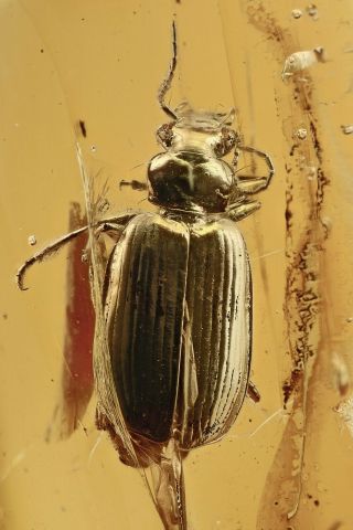 Great Lebiini Ground Beetle Carabidae Fossil Baltic Amber,  Hq Pic 191002
