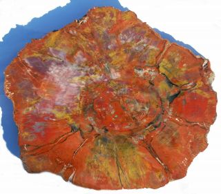 Very Large,  Multi - Colored,  Polished Arizona Petrified Wood Round