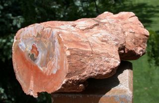 Sis: 3.  4 Lb.  Argentina Petrified Wood Log - Peachy Specimen W/ Knots