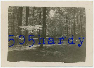 Wwii Us Gi Photo - 6 Us Captured German Fw 190 In Forest Altenburg Germany - Top
