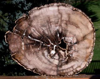 Sis: Gigantic 18 " Ultra - Rare Burmese Petrified Wood Round From Myanmar