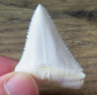 1.  687 " Upper Nature Modern Great White Shark Tooth (teeth)