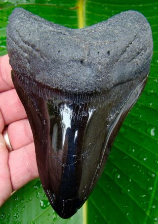 Megalodon Shark Tooth - Over 4 & 11/16 In.  Real Fossil Sharks Teeth - Jaw