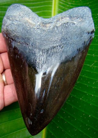 Megalodon Shark Tooth - Huge 5 & 3/4 In.  Real Fossil Sharks Teeth - No Resto