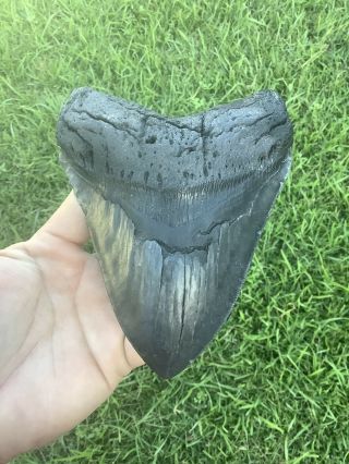 Large Serrated 5.  45” Megalodon Shark Tooth 100 Natural - No Restoration.