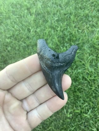 Large Black 2.  65” Parotodus Benedeni False Mako Fossil Shark Tooth 100 Natrual