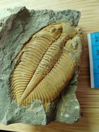 6cm Rare Coronocephalus Trilobite Fossil,  Silurian,  Xiangxi,  Hunan,  China Af72
