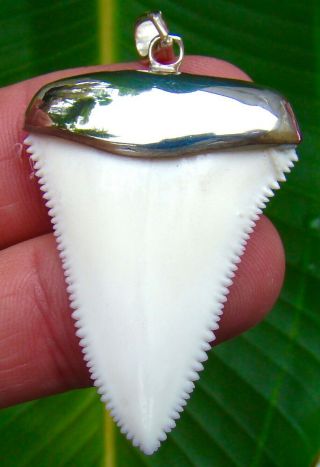 Great White Shark Tooth Necklace Pendant - 1 & 11/16 In.  - Flawless