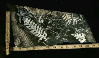 15x7 " Double Sided White Museum Quality St Claire Carboniferous Pa Fern Fossil