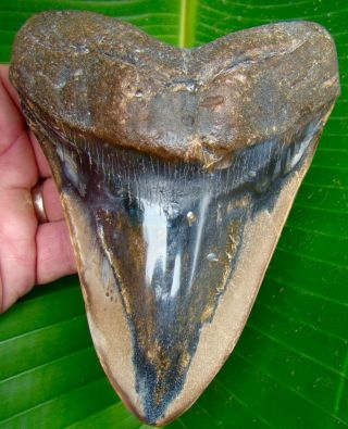 Megalodon Shark Tooth - 6 In.  Real Fossil - Shark Teeth - 17 Oz.  - No Resto