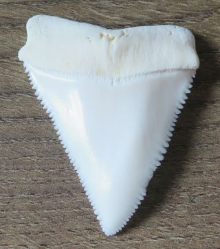 1.  744 " Upper Nature Modern Great White Shark Tooth (teeth)