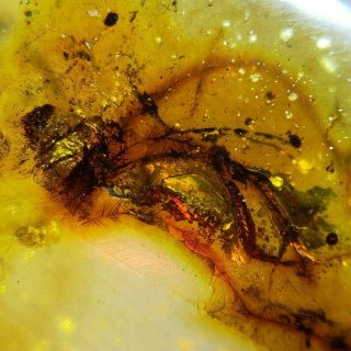 Feathers In Burmese Amber Insect Fossil Burmite Myanmar Lost Money Sell Flag
