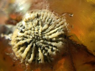 Rare Actiniae Sea Anemone Burmite Cretaceous Amber Fossil Dinosaurs Era