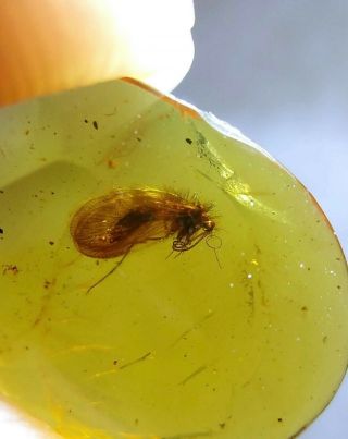 Rare Neuroptera.  Burmite 100 Natural Myanmar Insect Amber Fossil 2