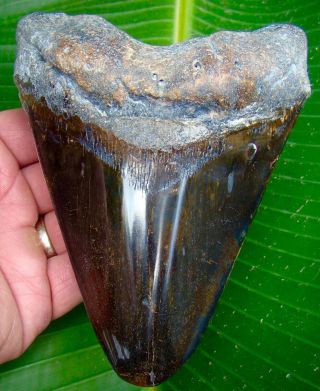Megalodon Shark Tooth - Huge 5 & 13/16 In.  Real Fossil - Full Pound - No Resto
