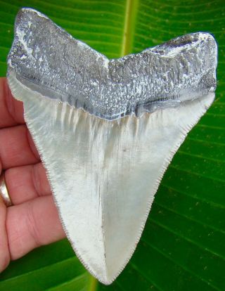 Megalodon Shark Tooth - 4 & 5/16 In.  Real Fossil Serrated - Jaw
