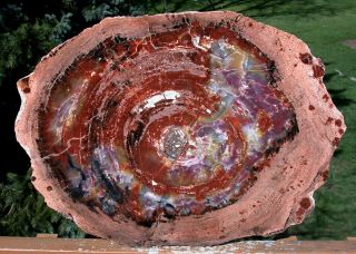 Sis: Magnificent 20 ",  Arizona Rainbow Petrified Wood Conifer Round - Table Top