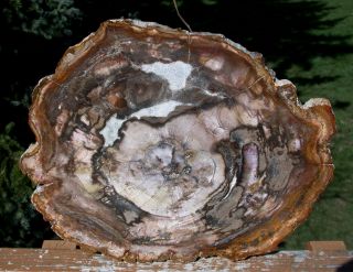 Sis: Big & Beautiful11 ",  Madagascar Petrified Wood Round - Awesome Araucaria